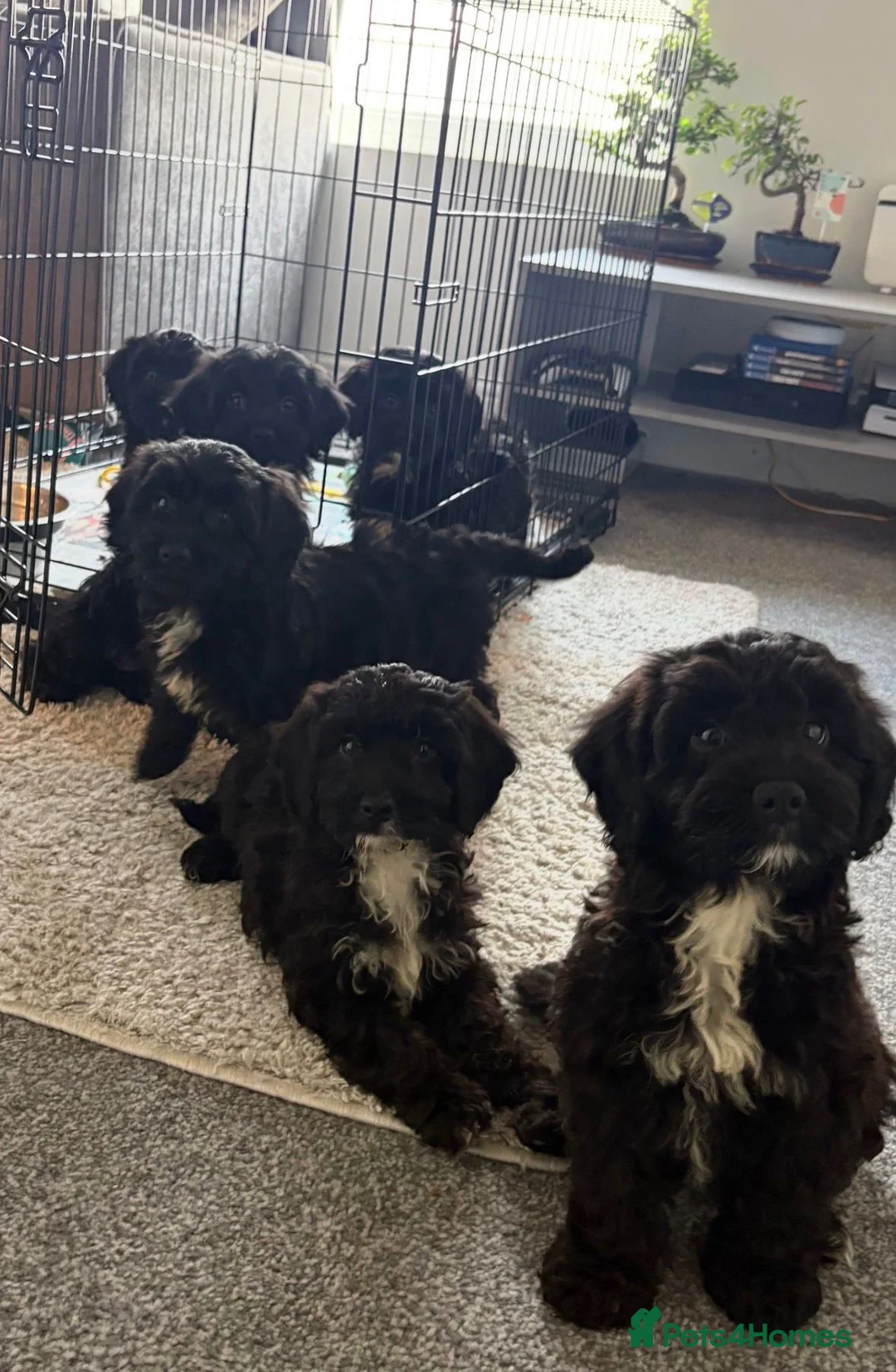 Sproodle dogs for sale: Sproodle puppies in Hull - Advert 5