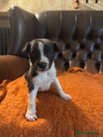 Mixed Breed dogs 🐾 Beautiful Whippet x Collie Puppies! 🐾 - Advert 11