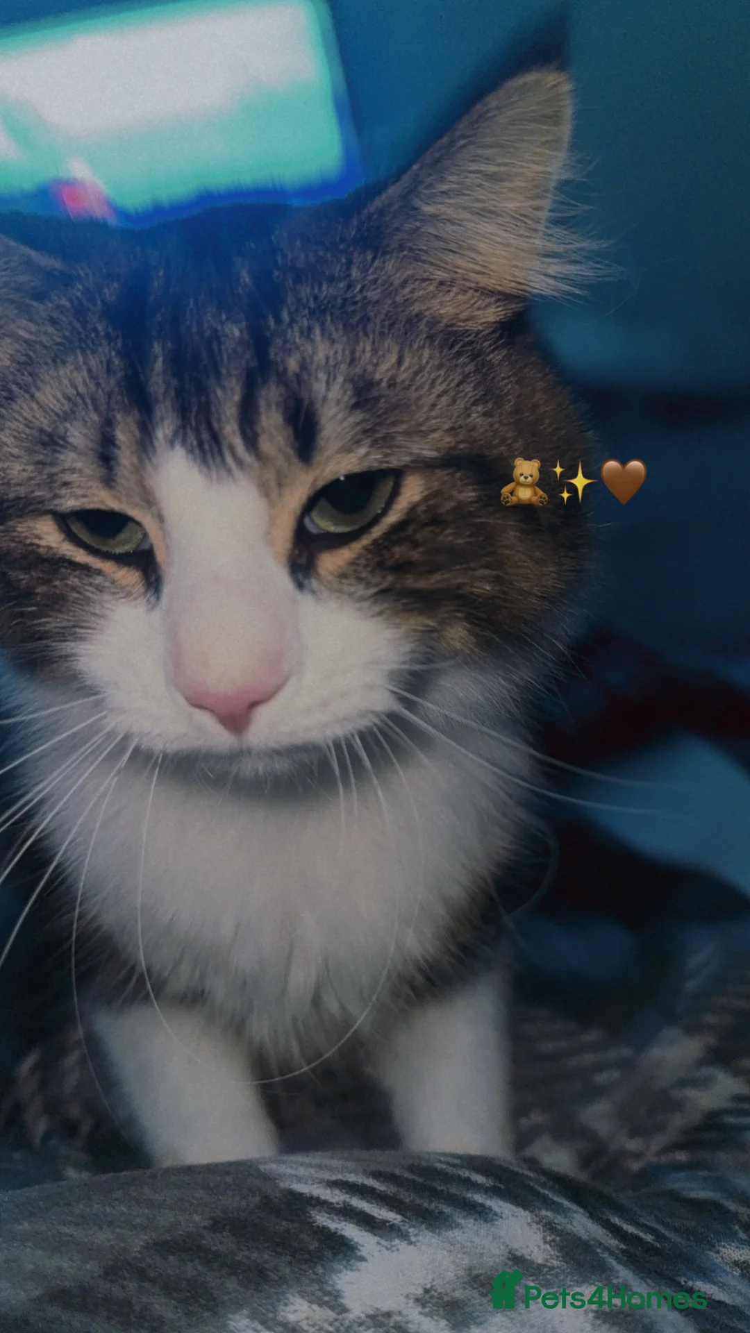 British Shorthair cats for sale: Nala & Tigger - Advert 3