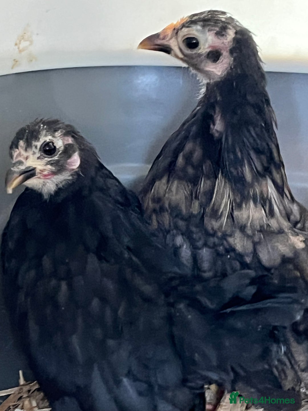 Chickens poultry for sale: Serama chicks from 12 to 24weeks - Advert 3