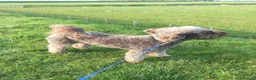 Labradoodle dogs for sale: F2 labradoodle 8yo male for rehoming  - Advert 5