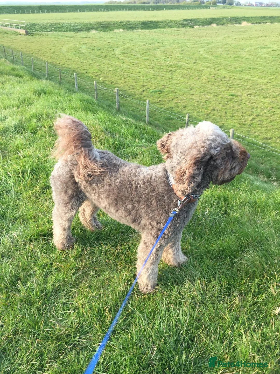 Labradoodle dogs for sale: F2 labradoodle 8yo male for rehoming  - Advert 5