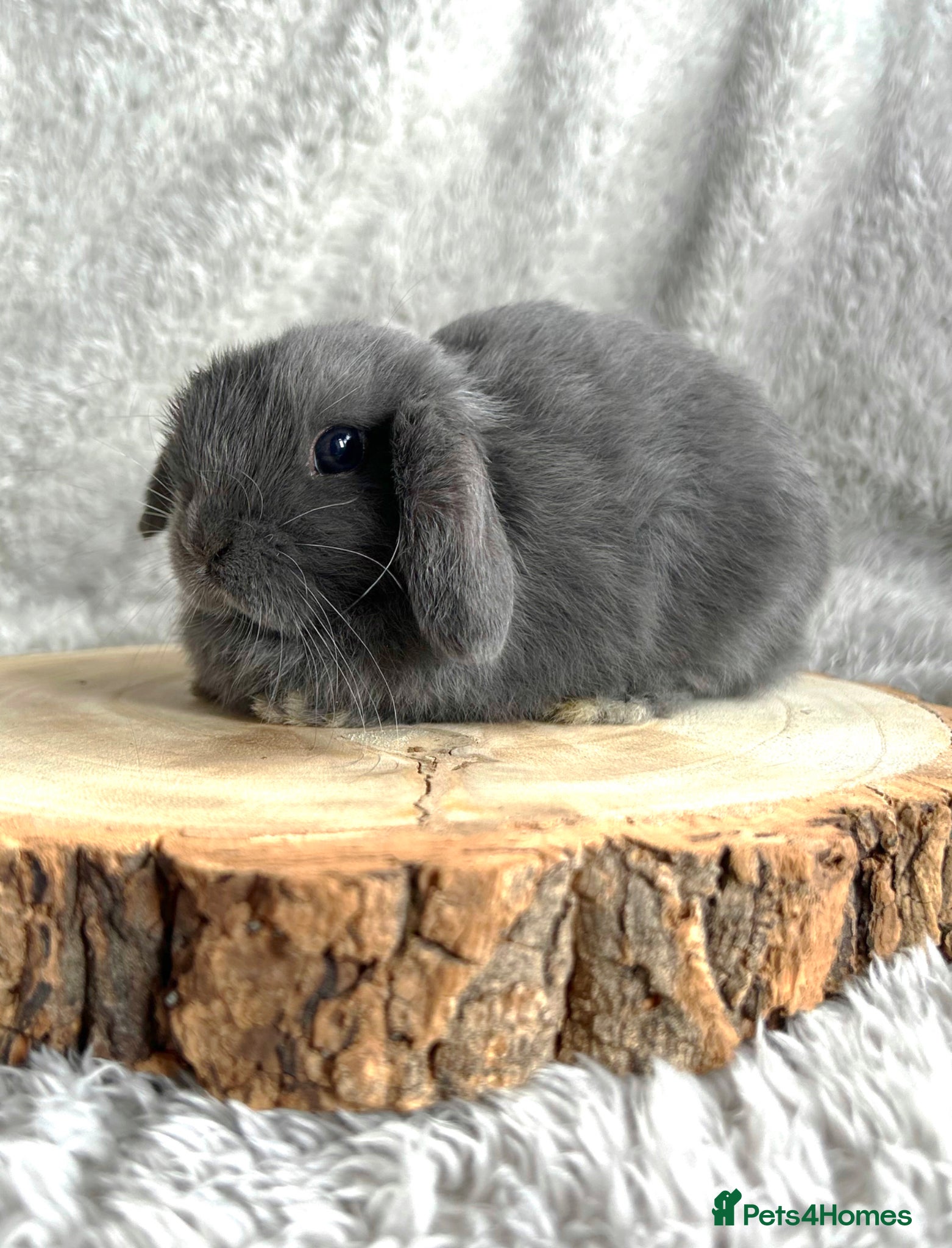 Mini Lop rabbits Beautiful blue mini lop - Advert 2