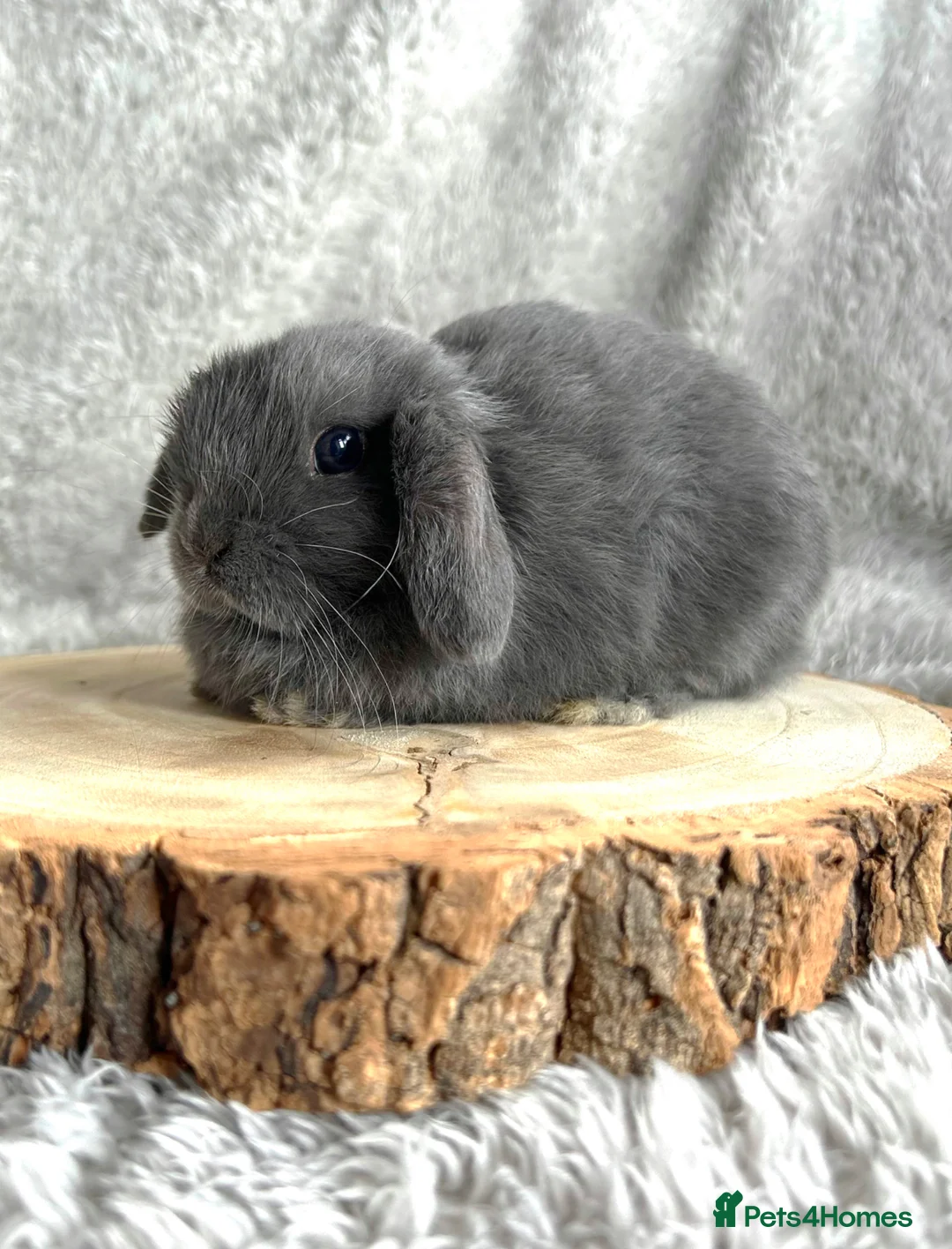 Mini Lop rabbits for sale: Beautiful blue mini lop - Advert 2