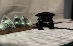 Jack Russell dogs for sale: Minature jack russel pupies  - Image 3