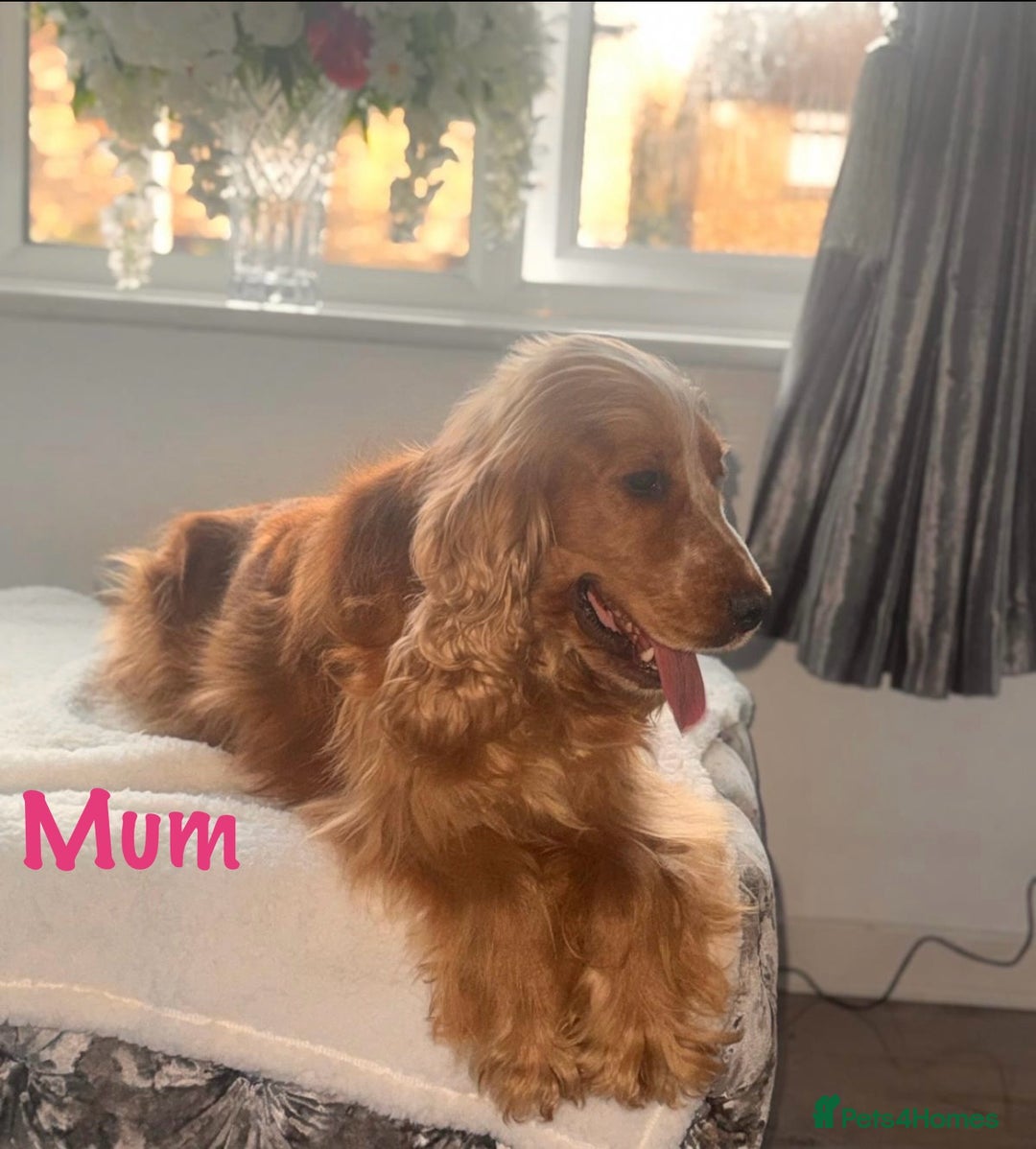 Cocker Spaniel dogs for sale: 🐶🐾beautiful show cocker spaniel puppy’s 🐶🐾 - Image 40