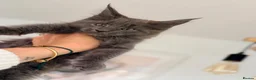 Maine Coon cats for sale: Blue smoke Maine coon kitten - Advert 4