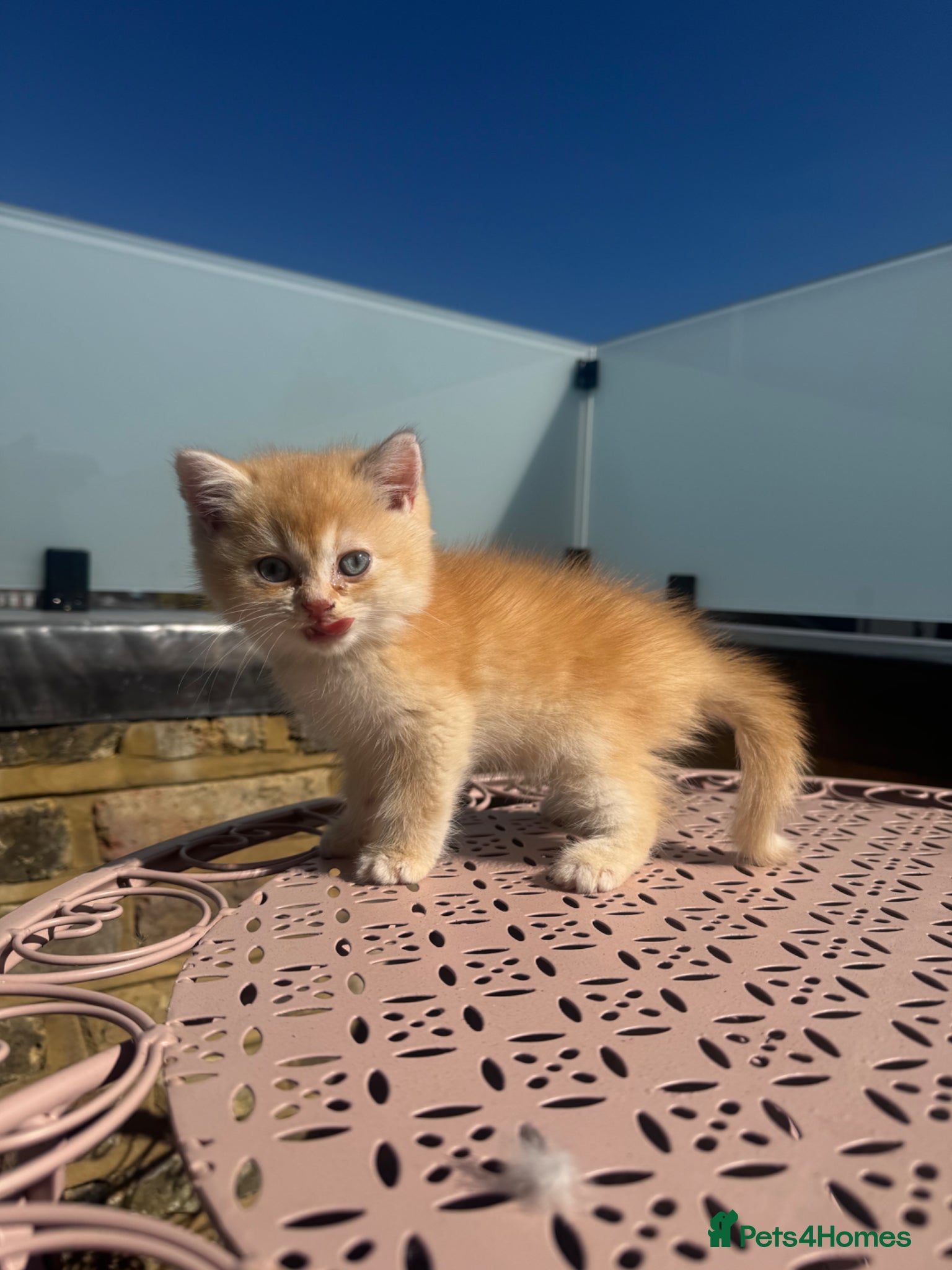 British Shorthair cats for sale: 💕 Golden and white British shorthair kittens 💕 - Advert 1