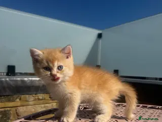 British Shorthair cats for sale: 💕 Golden and white British shorthair kittens 💕 - Advert 1
