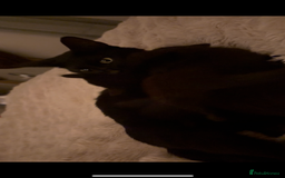 British Shorthair cats for sale: 2 female black tabby kittens  - Image 8