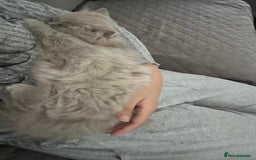 British Longhair cats for sale: Lilac British long hair mix Scottish  - Image 6