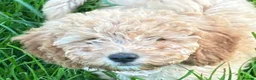 Cavapoochon dogs for sale: Gorgeous Apricot Cavapoochon Girl - Advert 5