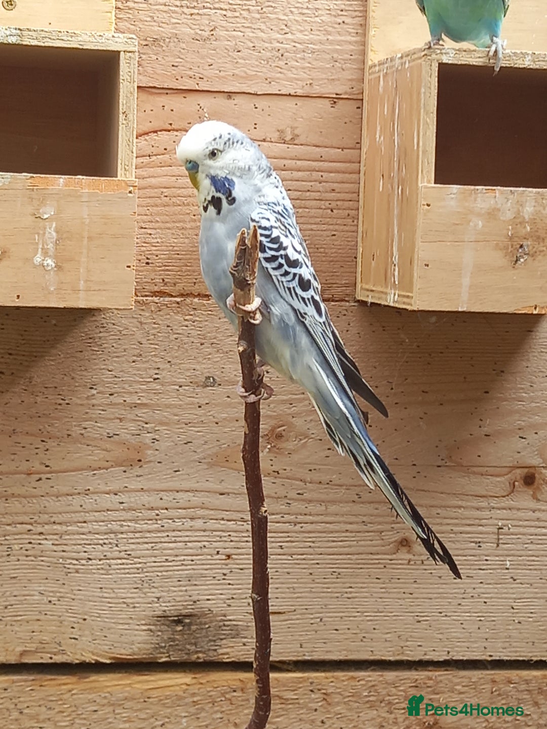 Budgerigars birds for sale: Young budgies for sale £20 sandbach cheshire - Image 5