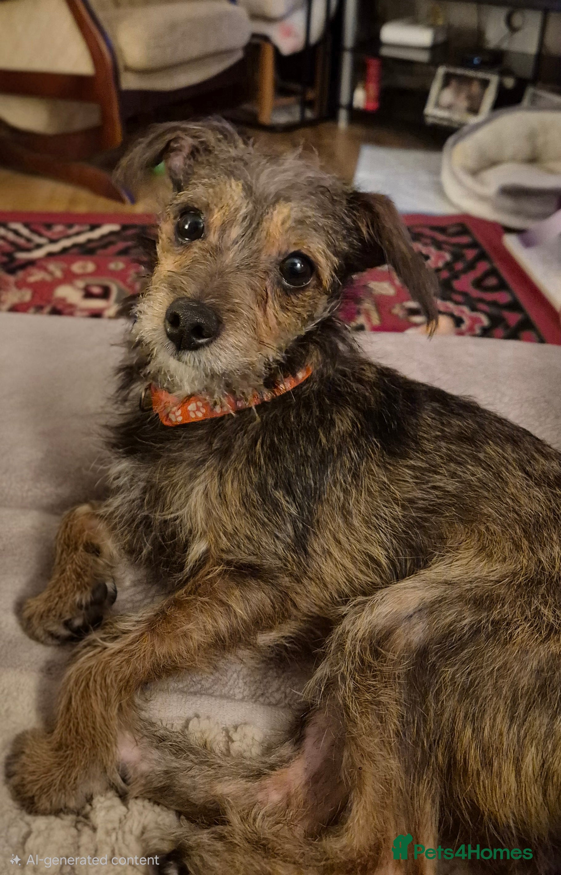 Mixed Breed dogs Penny - Advert 3