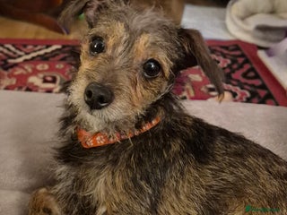 Mixed Breed dogs Penny - Advert 1