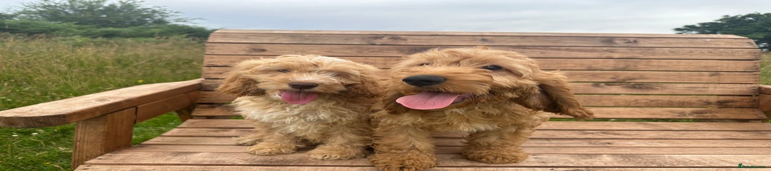 Cockapoo Puppy 4