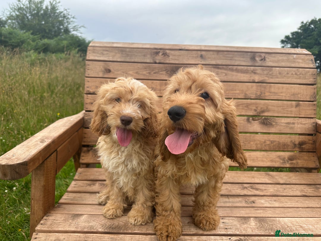 Cockapoo dogs for sale: Fully vaccinated health tested pups - Image 5