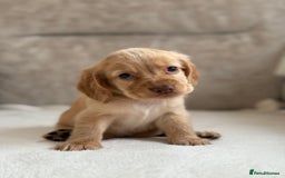 Cocker Spaniel dogs for sale: Stunning cocker spaniel puppies  - Image 5