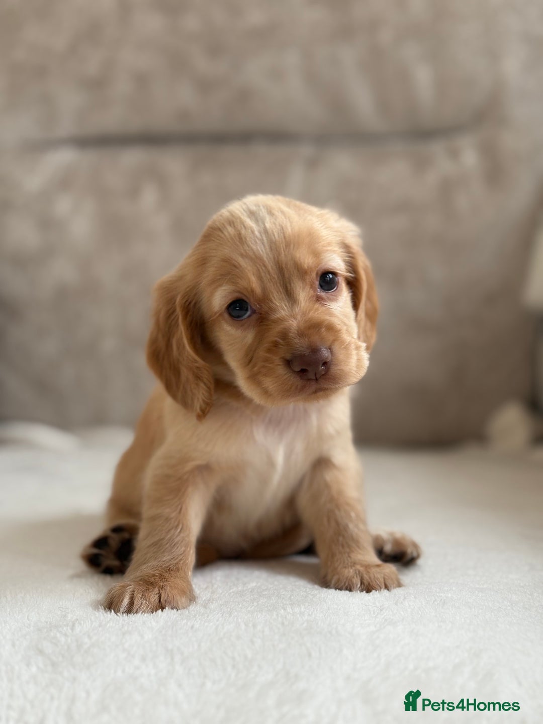 Cocker Spaniel dogs for sale: Stunning cocker spaniel puppies  - Image 5