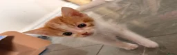 Mixed Breed cats for sale: Kittens looking4forever homes❤️ - Advert 8