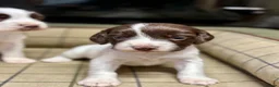 English Springer Spaniel dogs for sale: Gorgeous KC Springer Spaniels with excellent lines - Advert 24