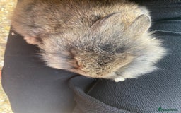 Lionhead rabbits for sale: Last Available Female Baby Lion-head Dwarf  - Image 3