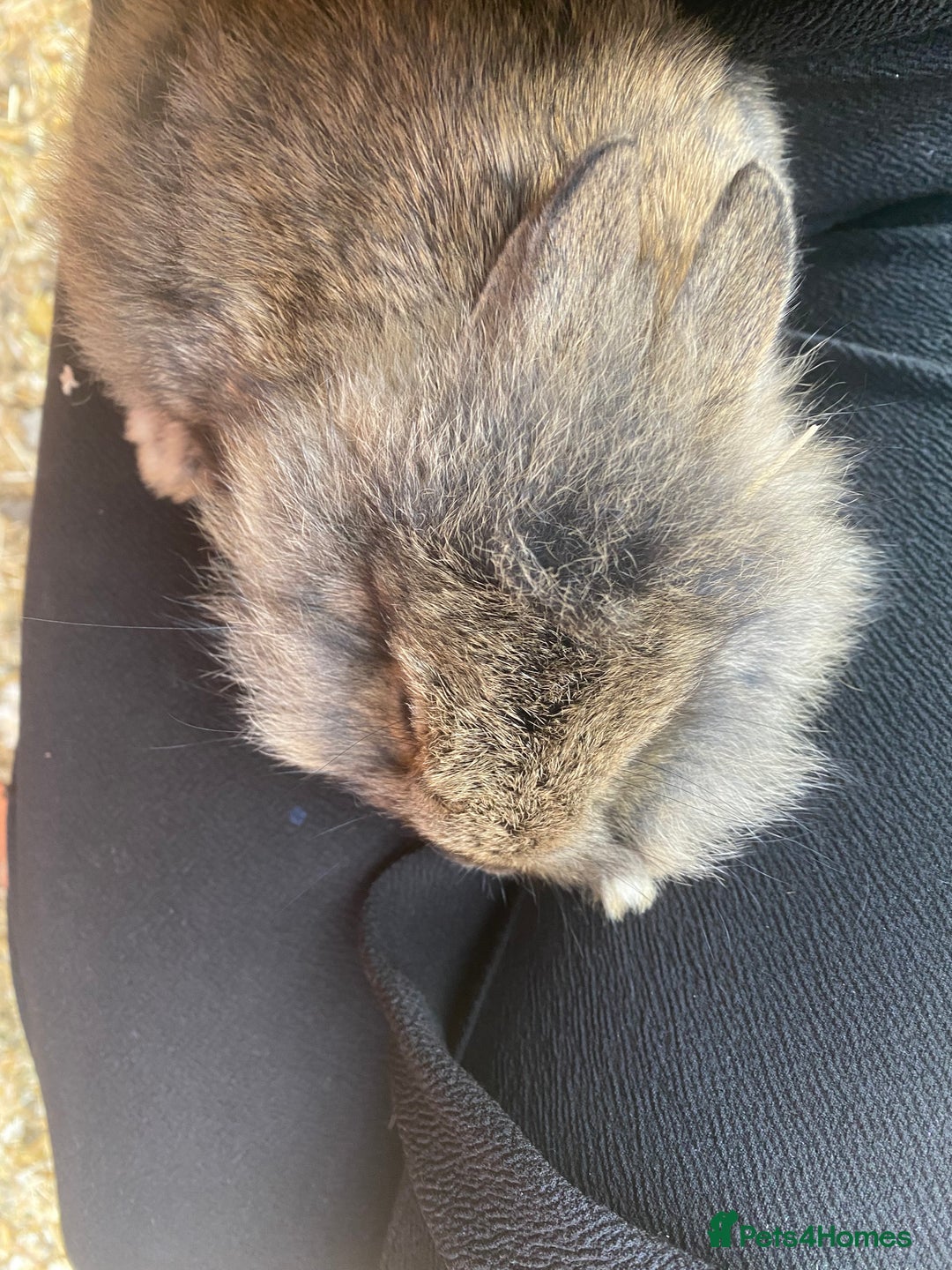 Lionhead rabbits for sale: Last Available Female Baby Lion-head Dwarf  - Image 3