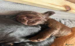 Cocker Spaniel dogs for sale: KC Registered Working Cocker Spaniel Puppies - Image 13