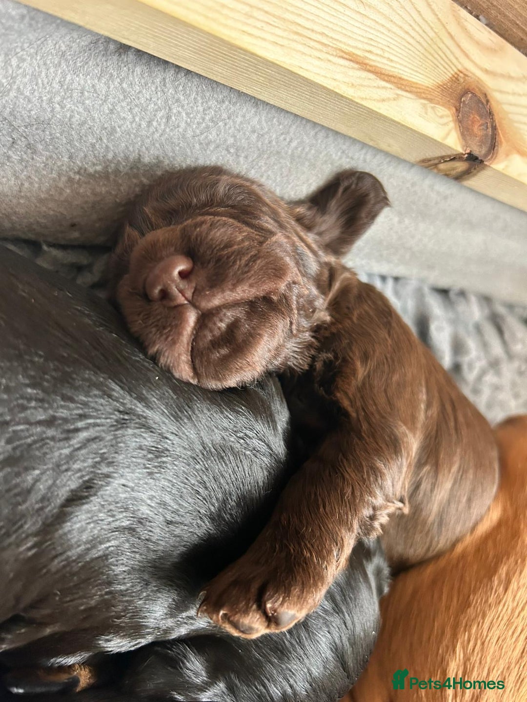 Cocker Spaniel dogs for sale: KC Registered Working Cocker Spaniel Puppies - Image 13