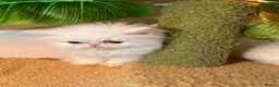 Persian cats for sale: cute Persian kittens looking for a home  in Hounslow - Advert 11