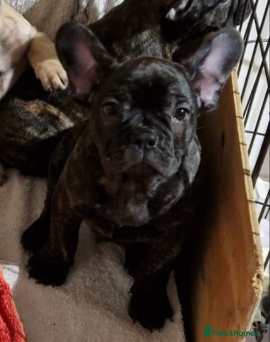 French Bulldog dogs for sale: (Reduced price)Adorable French bulldog Puppy in Bicester - Image 5