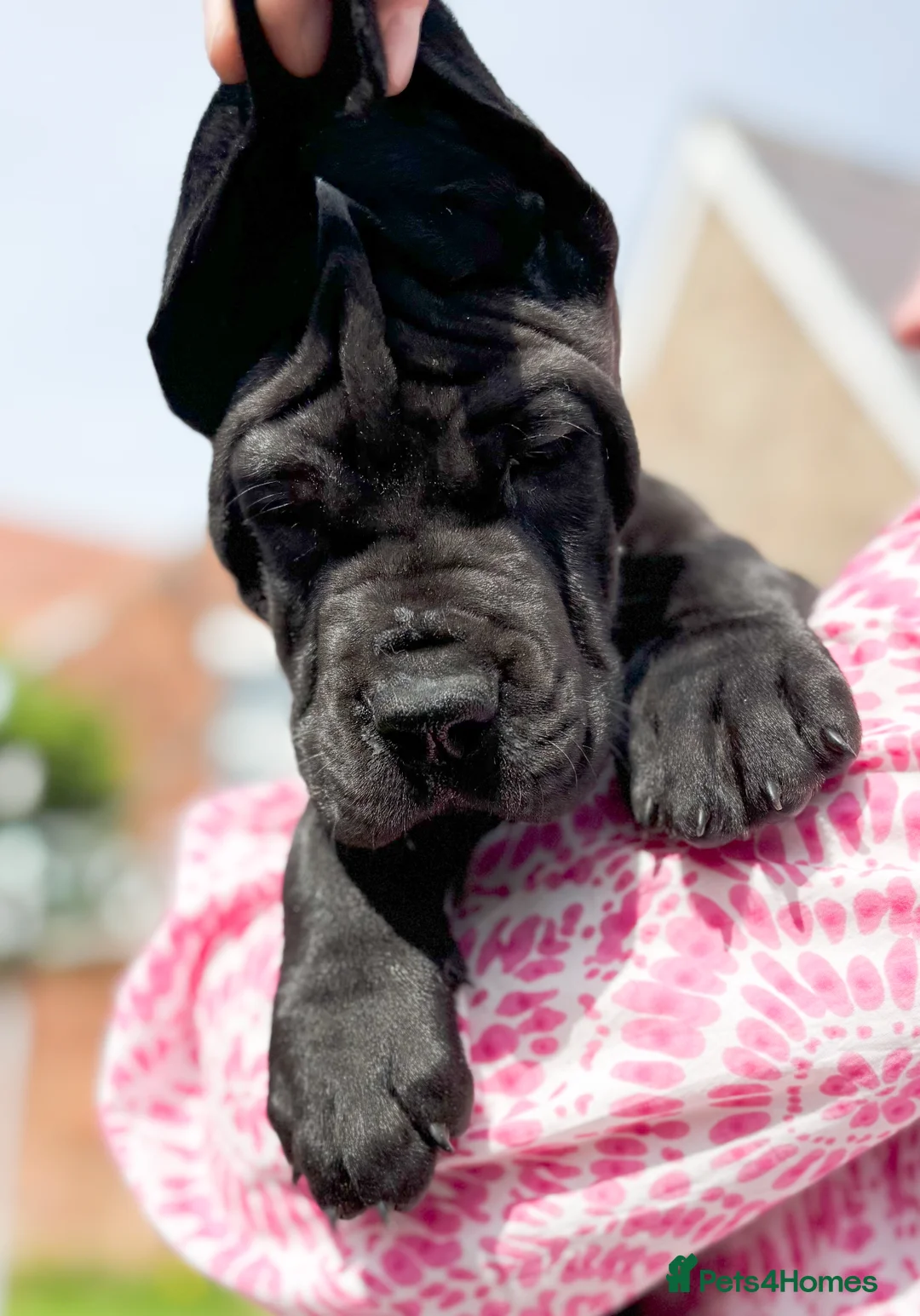 Great Dane dogs for stud: Interchampion and champion Proven for stud in Wakefield - Advert 11