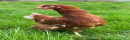 Chickens poultry for sale: Various Point of Lay Female Chickens - Advert 2