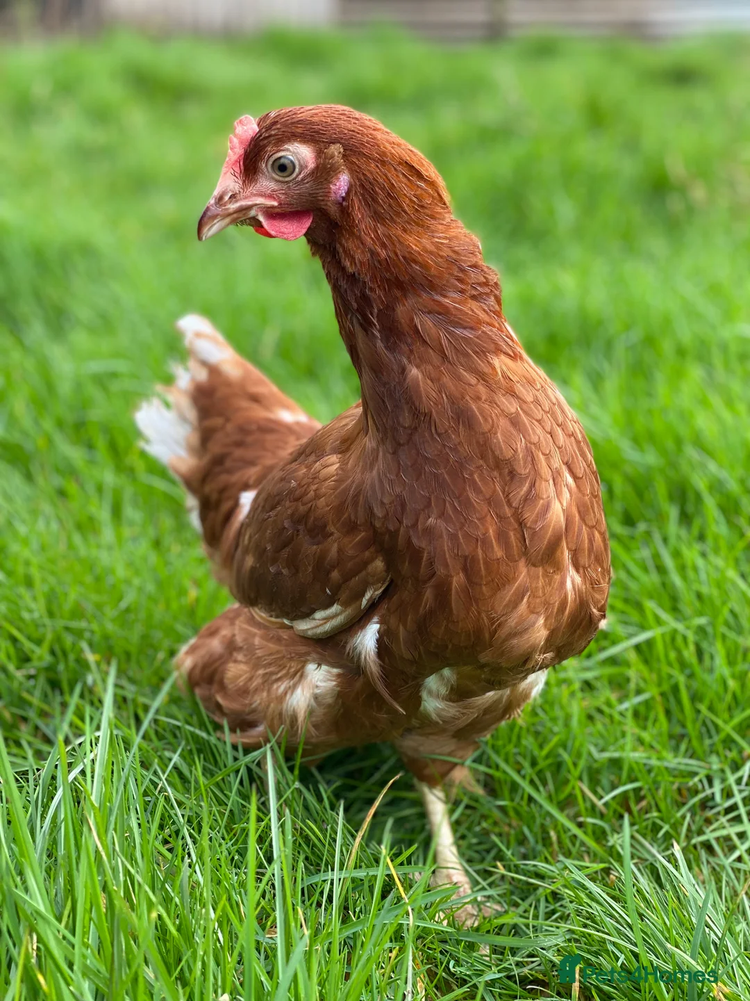 Chickens poultry for sale: Various Point of Lay Female Chickens - Advert 2