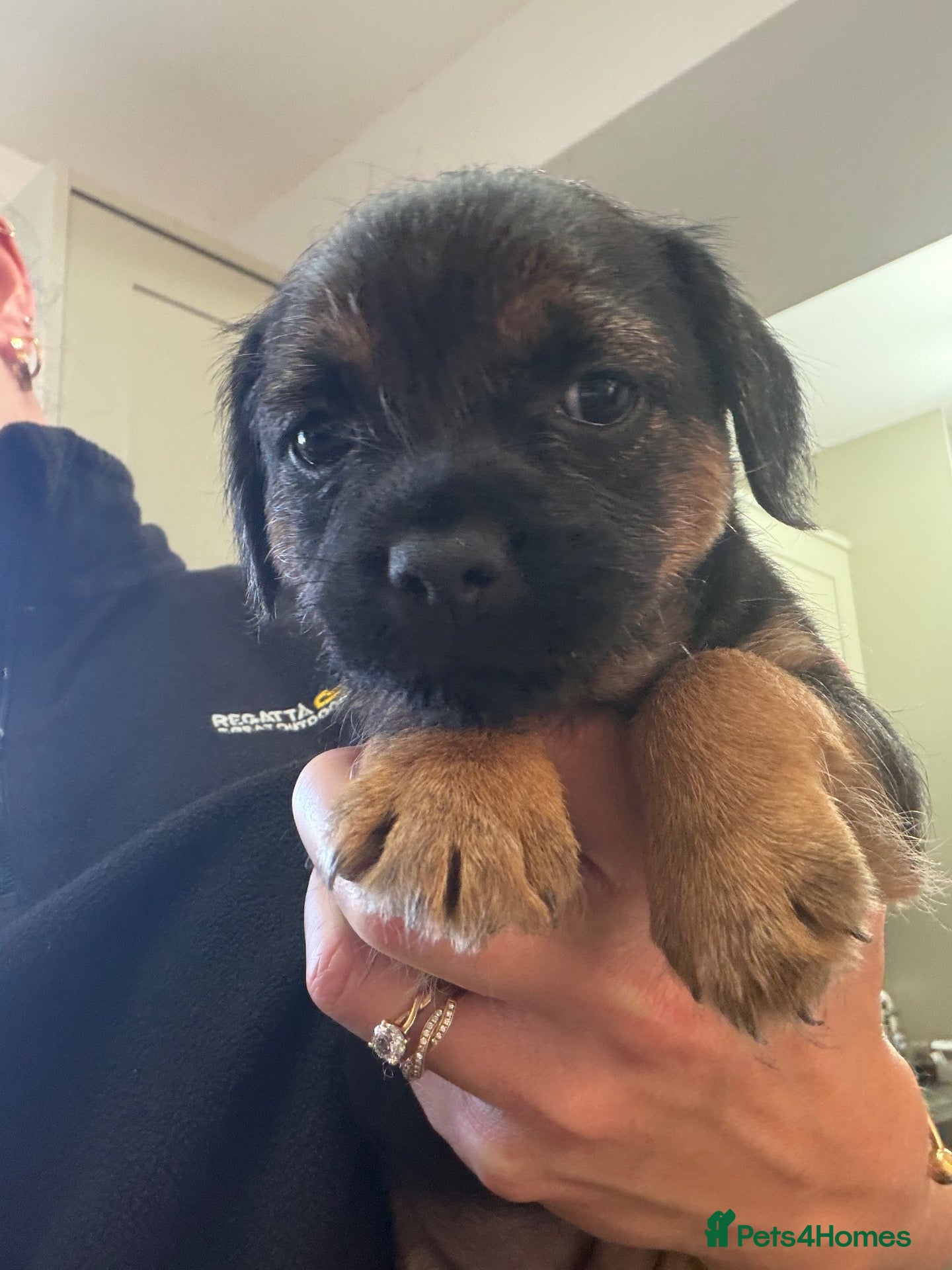 Border Terrier dogs KC Registered Border Terrier Pups - Advert 4
