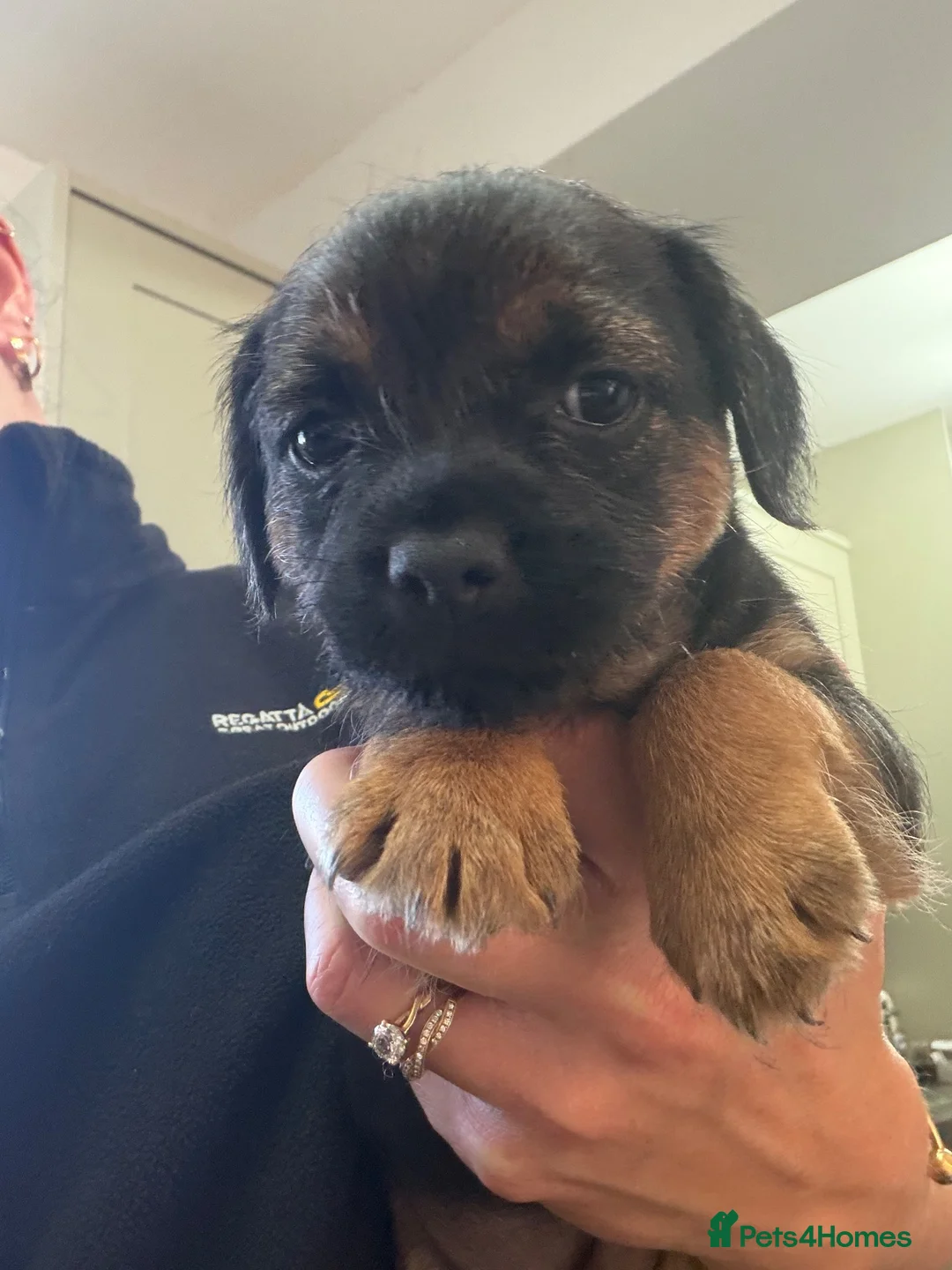 Border Terrier dogs for sale: KC Registered Border Terrier Pups - Advert 1