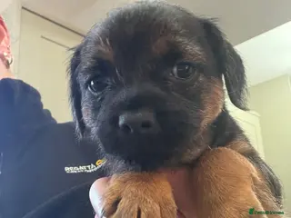 Border Terrier dogs KC Registered Border Terrier Pups - Advert 1