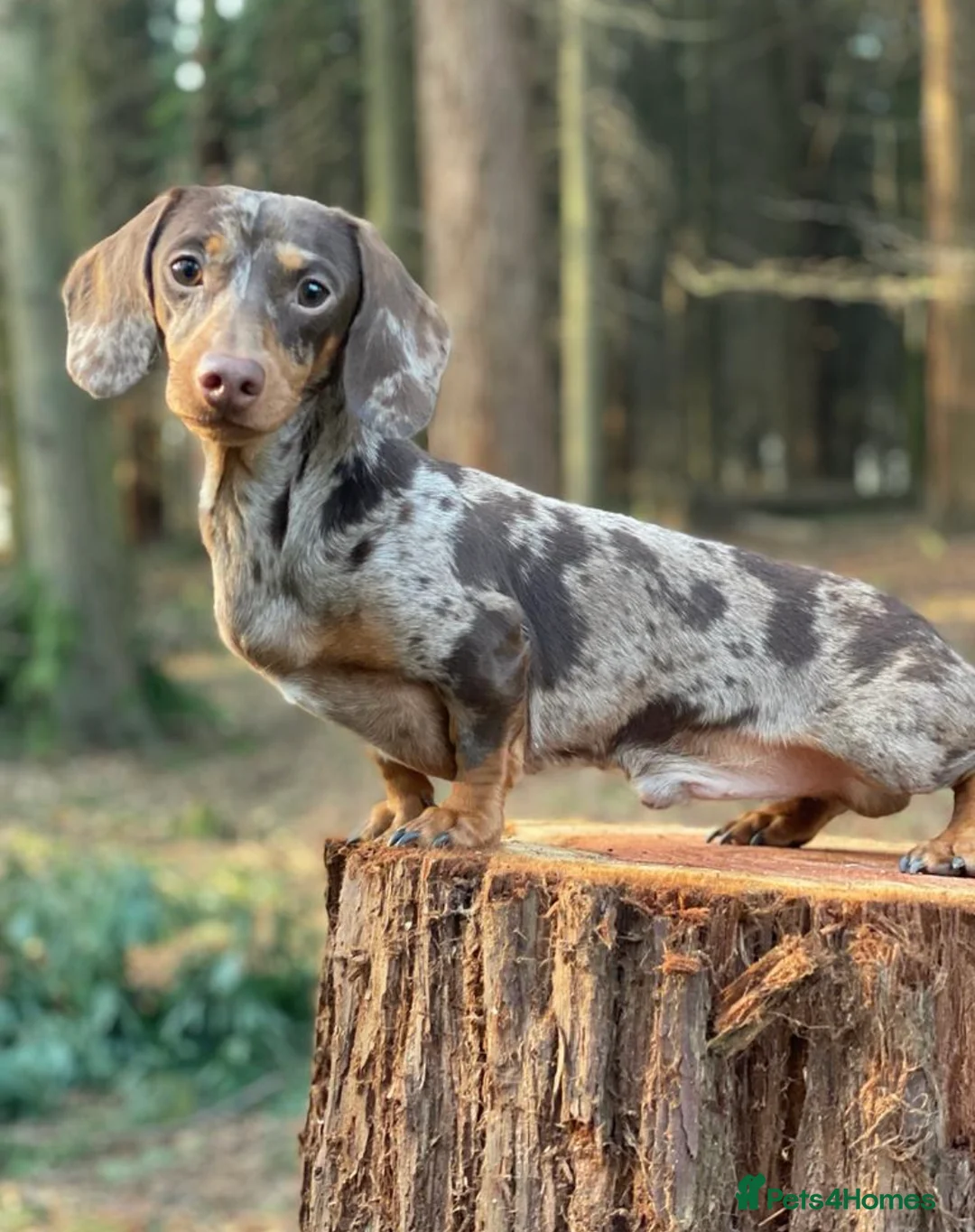 Miniature Dachshund dogs for stud: **👑*Prince Eric 👑*15 champions ** in Romford - Advert 2