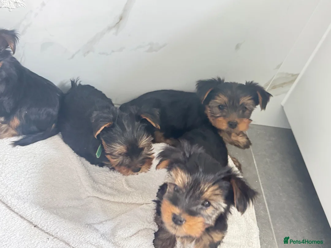 Yorkshire Terrier dogs for sale: Yorkshire Terrier Male Puppy Looking for his - Advert 2