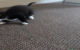 British Shorthair cats for sale: 12 week old kitten  - Image 2