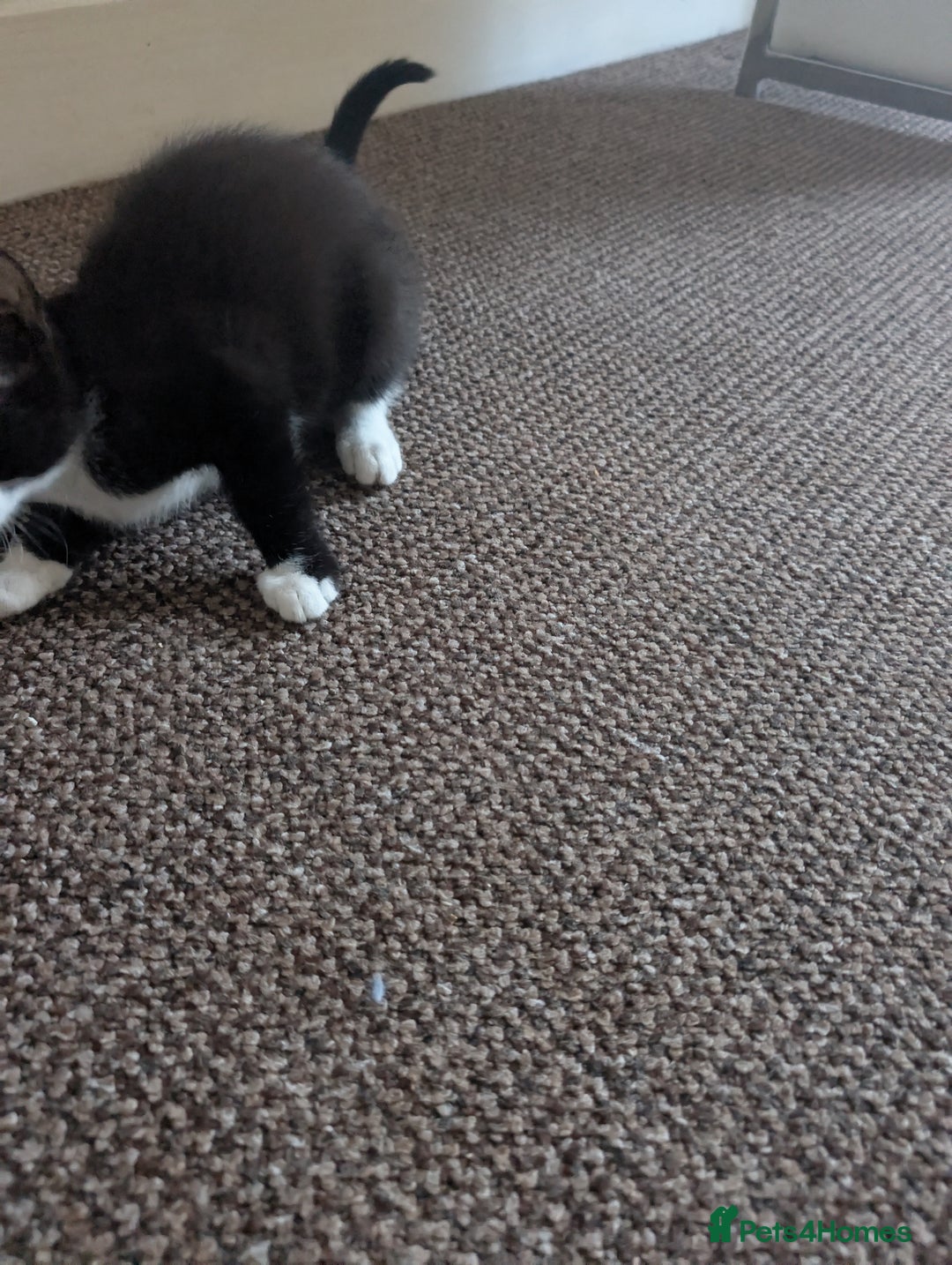 British Shorthair cats for sale: 12 week old kitten  - Image 2