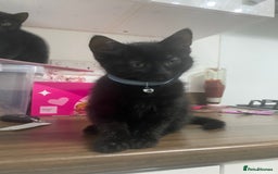 Bombay cats for sale: cats  - Image 2