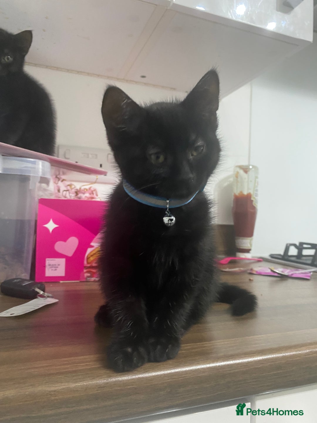 Bombay cats for sale: cats  - Image 2