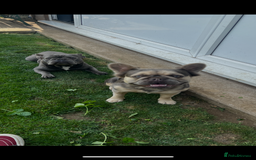 French Bulldog dogs for sale: FLUFFY frenchies puppies  - Image 12