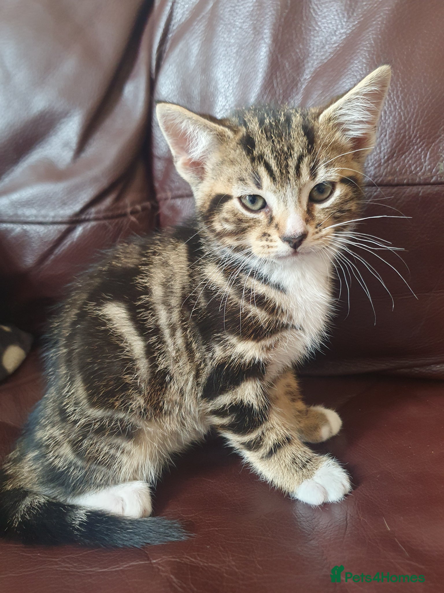 Mixed Breed cats for sale: Beautiful Mix Breed - Advert 9