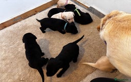 Labrador Retriever dogs for sale: KC Lab pups (from tested parents) REDUCED - Image 10