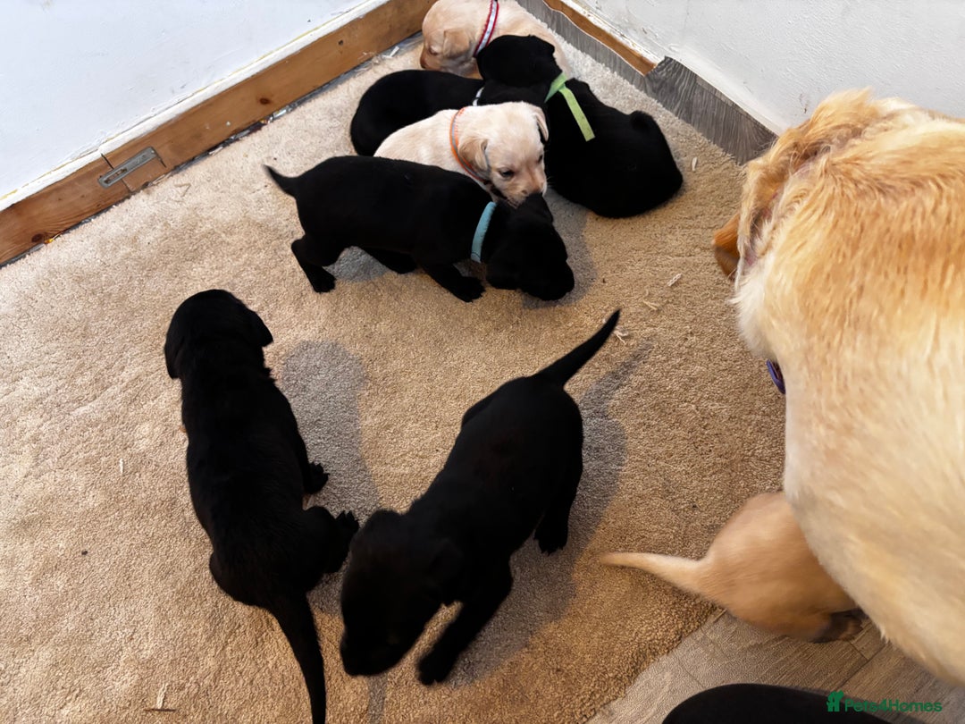 Labrador Retriever dogs for sale: KC Lab pups (from tested parents) REDUCED - Image 10