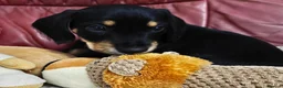 Mixed Breed dogs for sale: Daschund X Schnauzer puppies  - Advert 26