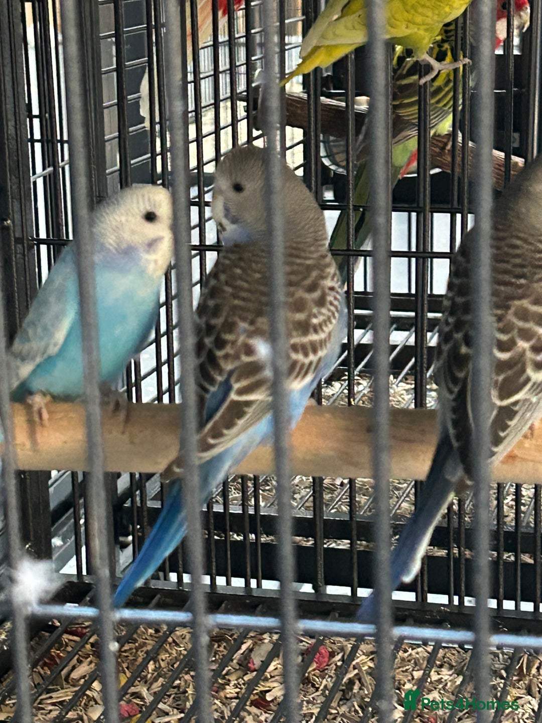 Budgerigars birds for sale: Various Stunning Mixed Baby Budgies  - Image 3