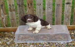 English Springer Spaniel dogs for sale: Gorgeous English Springer Spaniel Puppies  - Advert 28